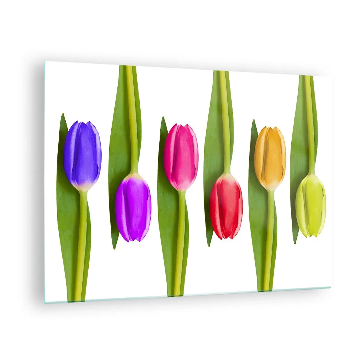 Obraz na skle - Farebné tulipány aranžované na bielom pozadí - 70x50cm - Dúhová kompozícia - Moderná nástenná dekorácia do obývacej izby a spálne ARTTOR