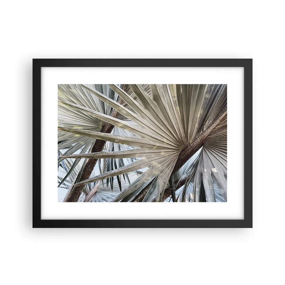 Plagát v čiernom ráme - Vejáre v trópoch - 40x30 cm