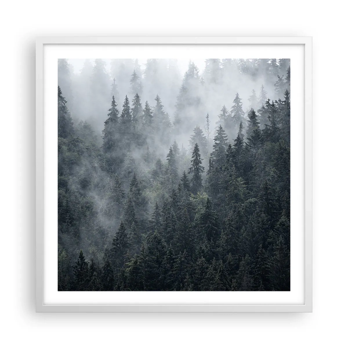Plagát v bielom ráme - Lesné svitania - 60x60 cm