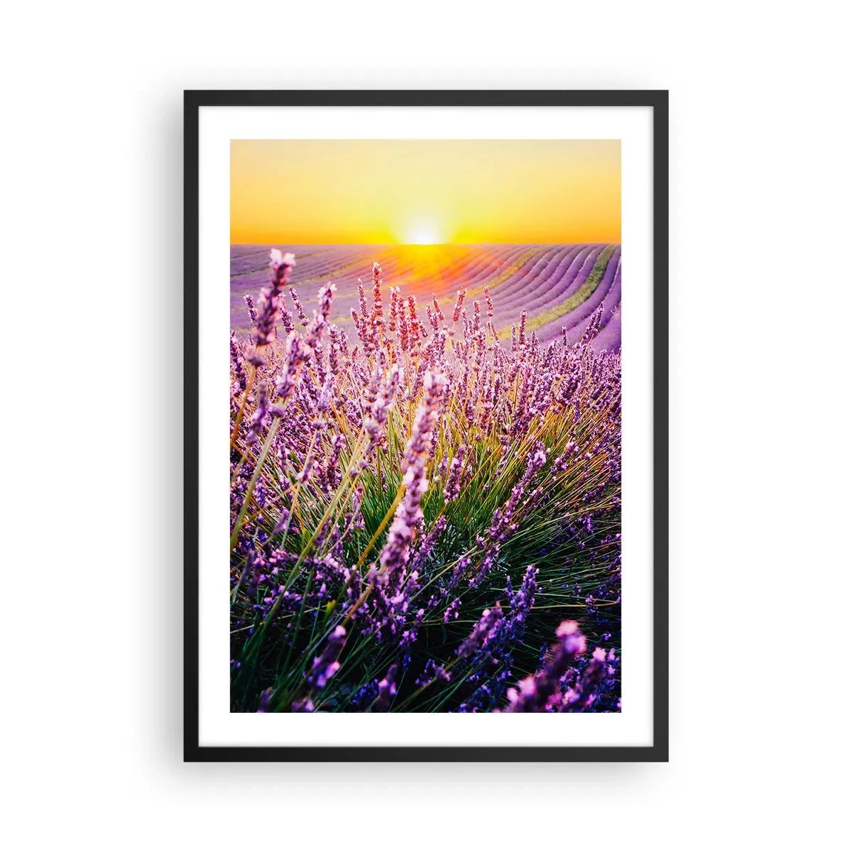 Plagát v čiernom ráme - Levanduľové pole osvetlené lúčmi zapadajúceho slnka - 50x70cm - Voňavý lán - Moderná nástenná dekorácia do obývacej izby a spálne ARTTOR