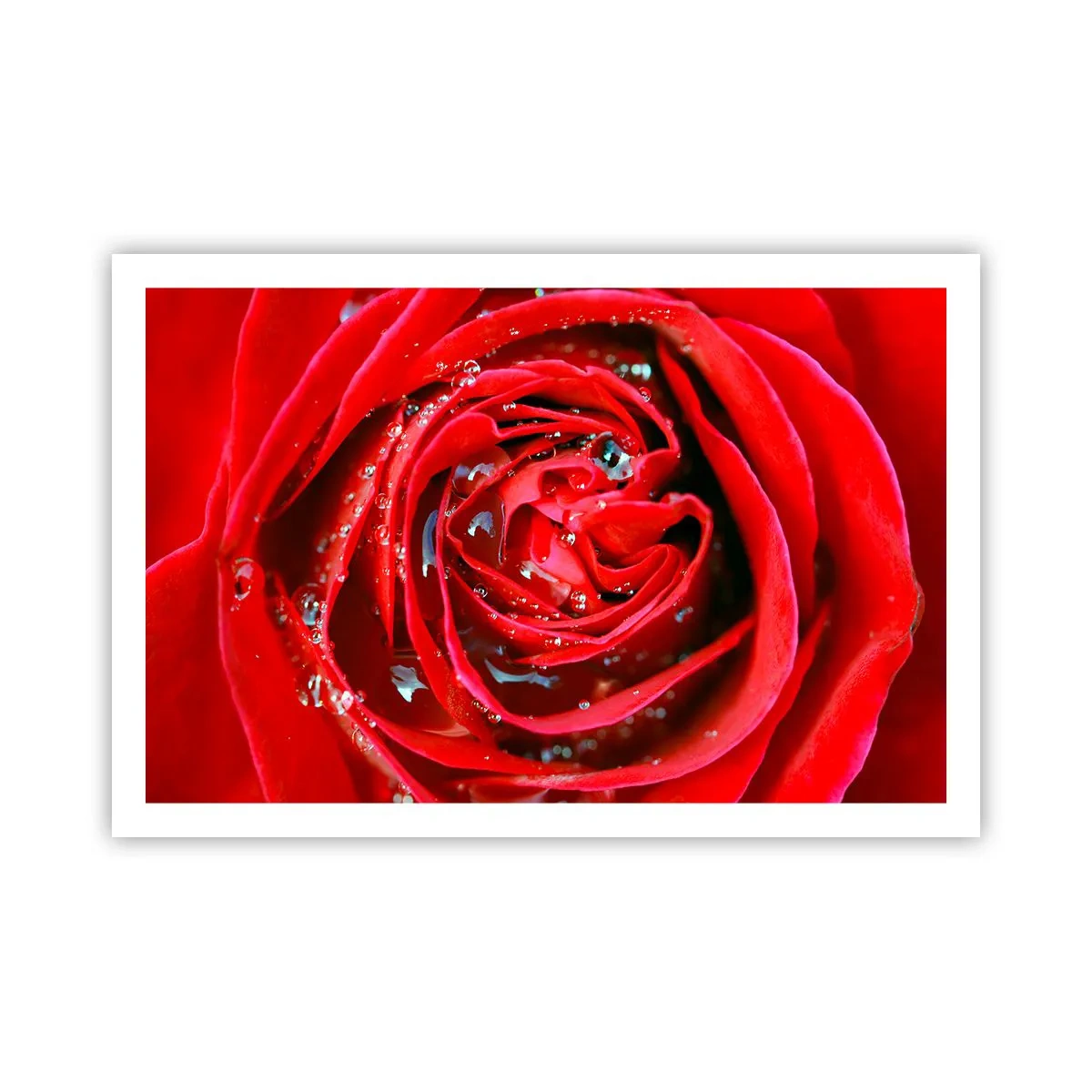 Plagát - V kvapkách rosy - 91x61 cm