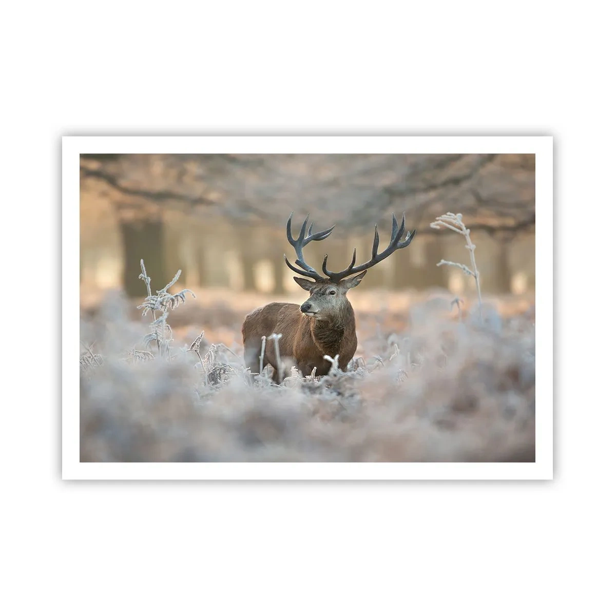 Plagát - Svieže ráno - 100x70 cm