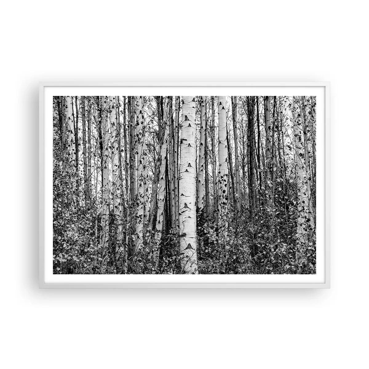 Plagát v bielom ráme - Brezová kolonáda - 100x70 cm