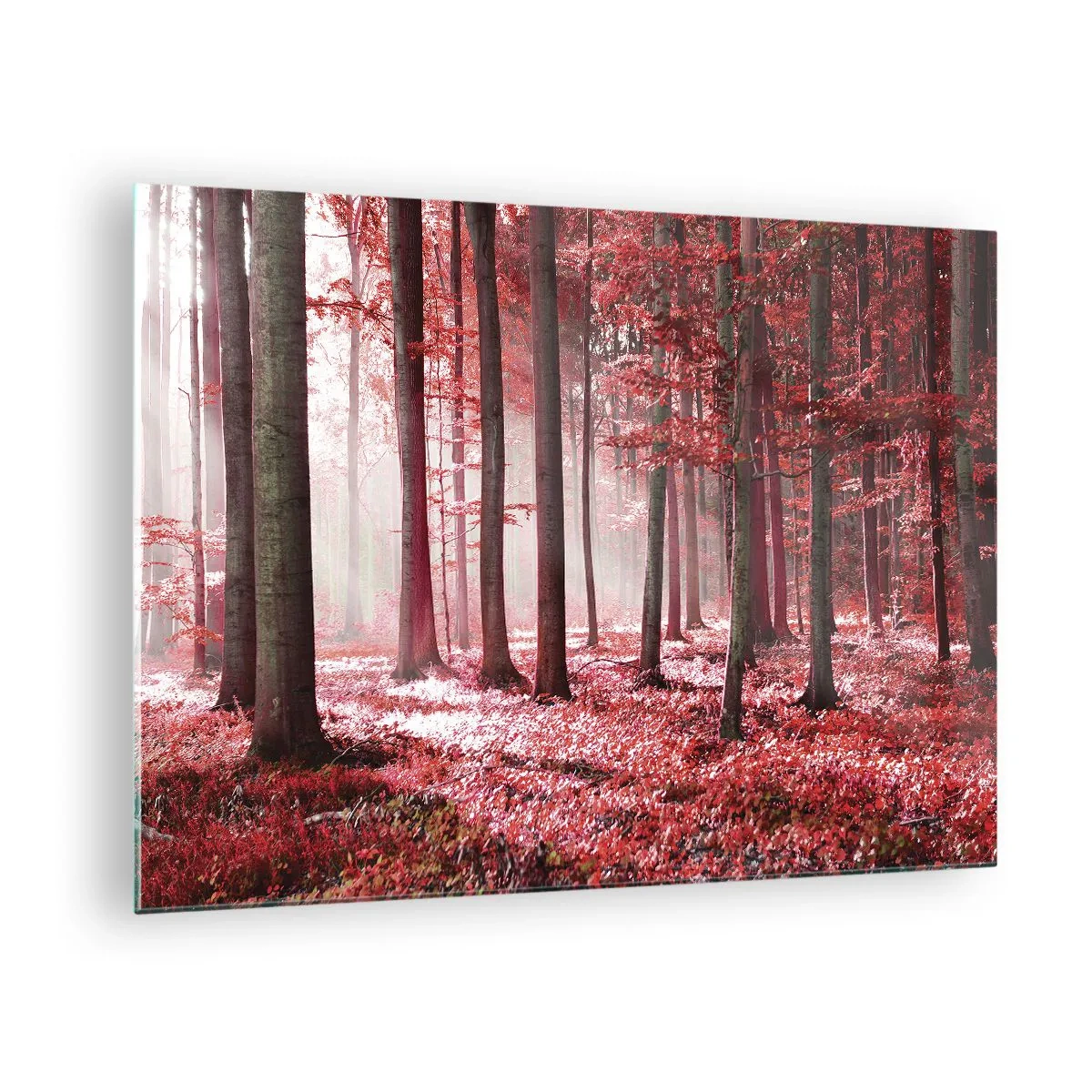 Obraz na skle - Jesenný les v červených farbách a ranná hmla - 70x50cm - Červená je rovnako krásna - Moderná nástenná dekorácia do obývacej izby a spálne ARTTOR