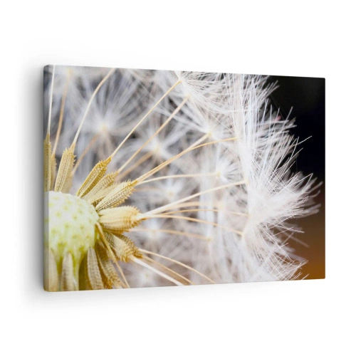 Obraz na plátne - Makrofotografia púpavy s jemnými semienkami - 70x50cm - Tesne pred odletom - Moderná nástenná dekorácia do obývacej izby a spálne ARTTOR