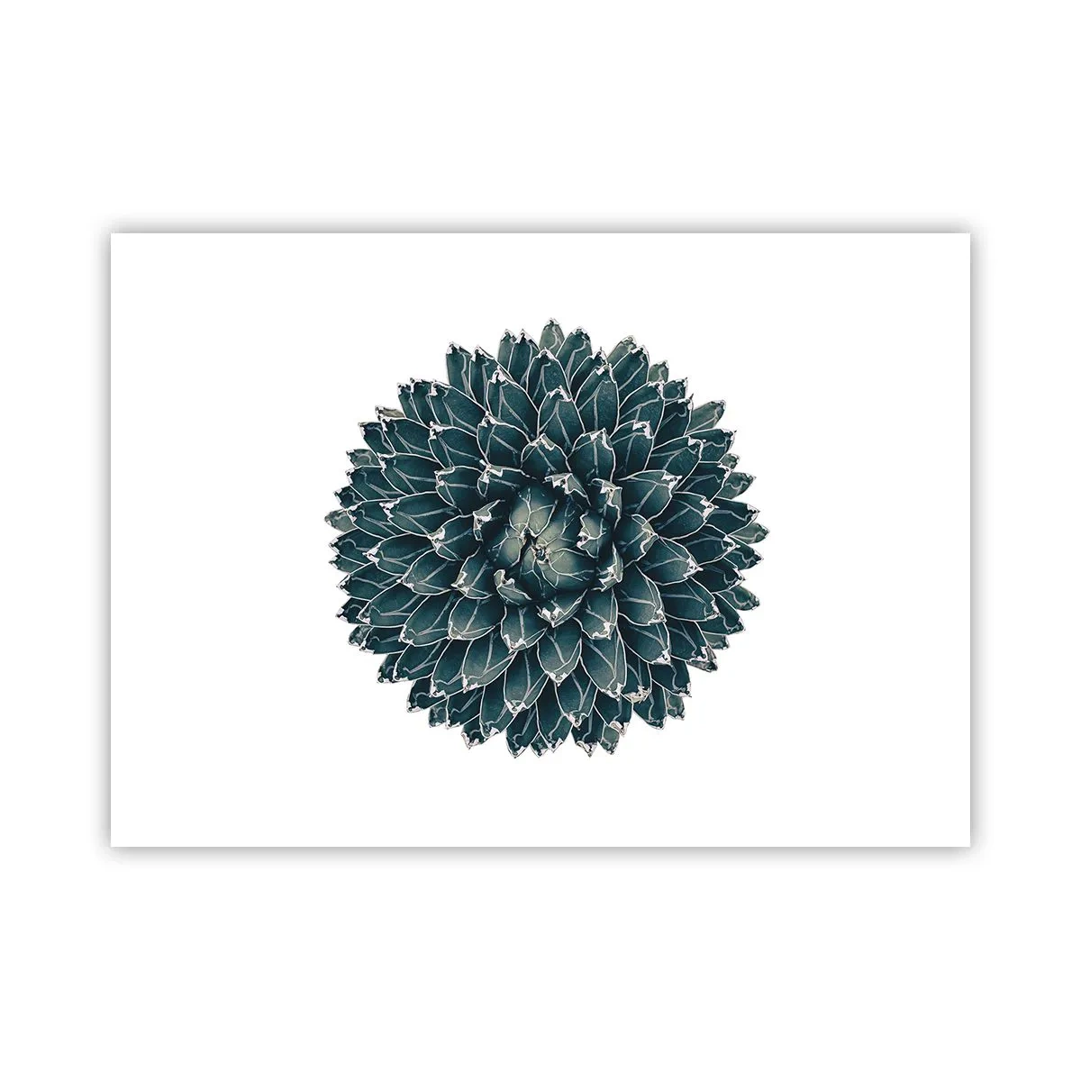 Plagát - Hviezda púšte - 70x50 cm