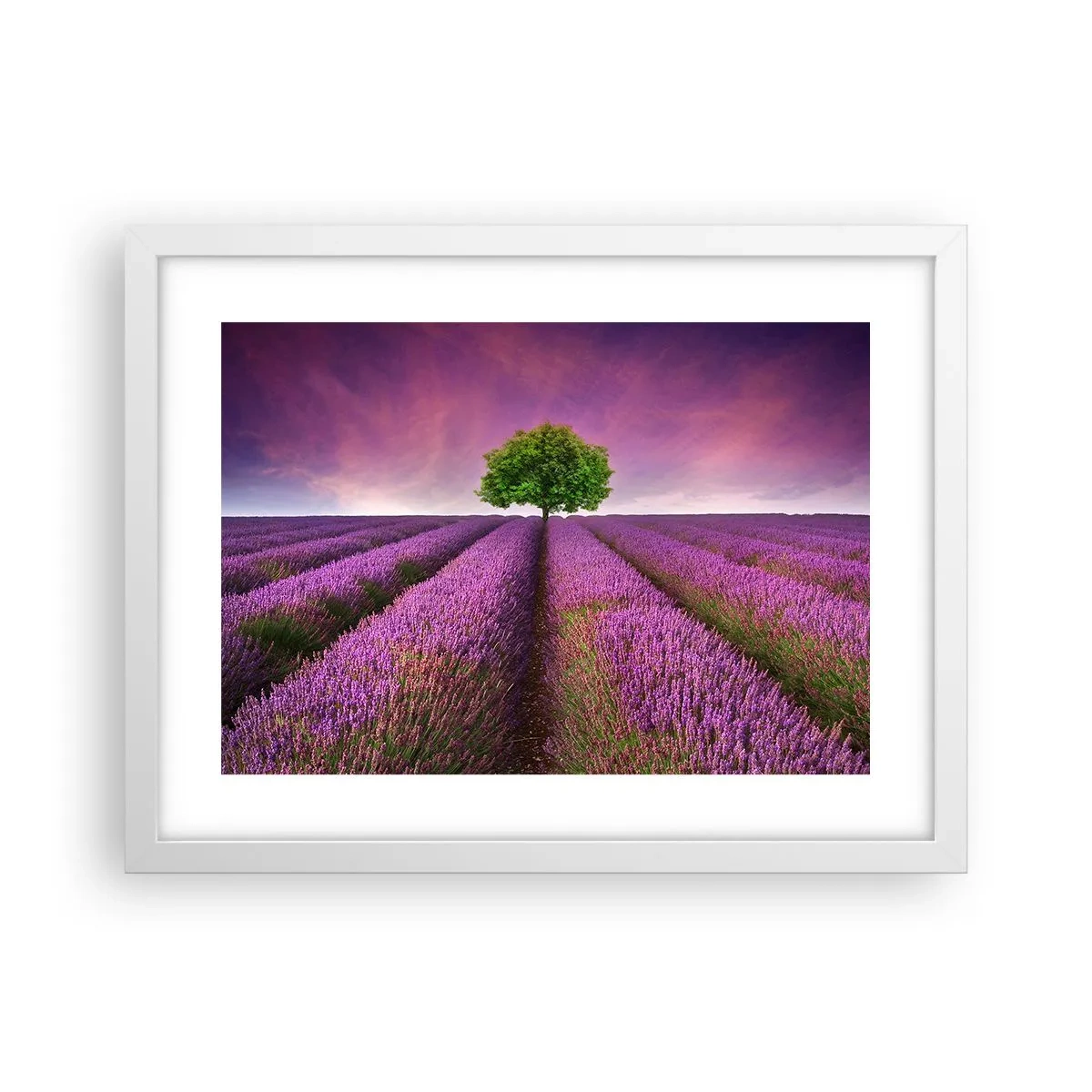 Plagát v bielom ráme - Na levanduľových poliach - 40x30 cm