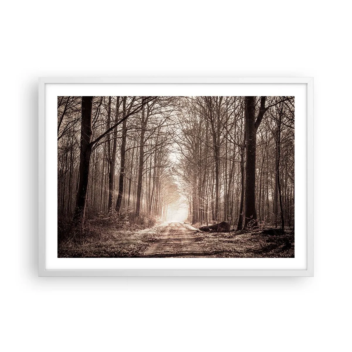 Plagát v bielom ráme - Lesná katedrála - 70x50 cm