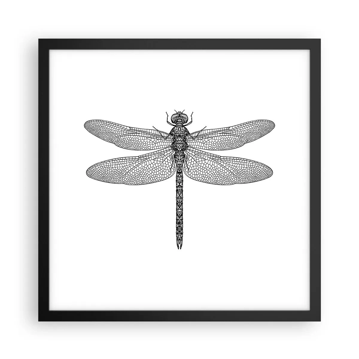 Plagát v čiernom ráme - Presnosť prírody - 40x40 cm