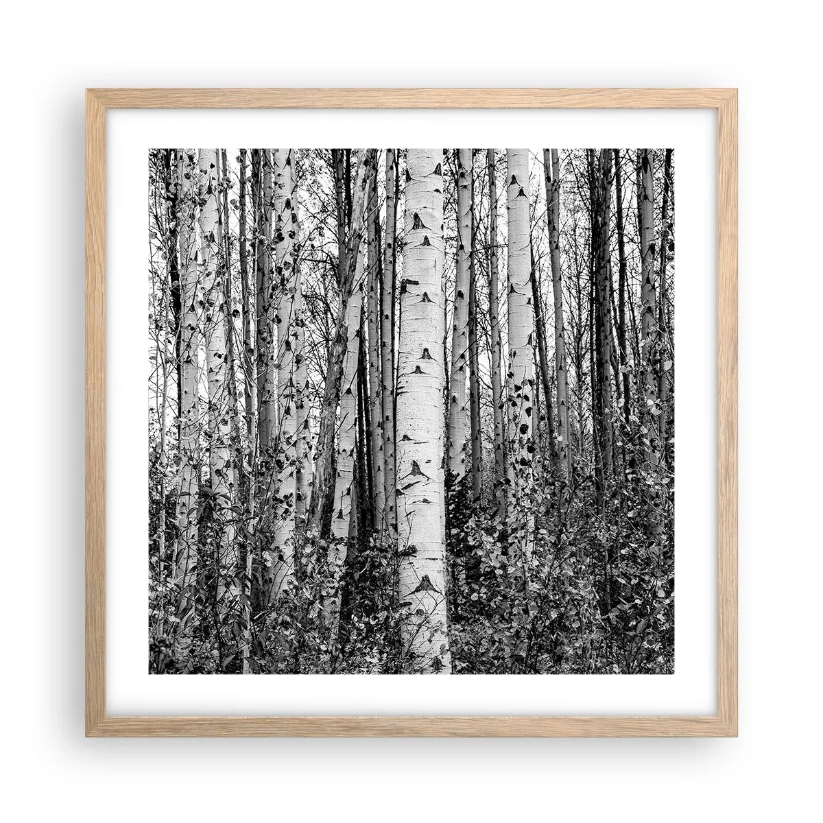 Plagát v ráme zo svetlého duba - Brezová kolonáda - 50x50 cm
