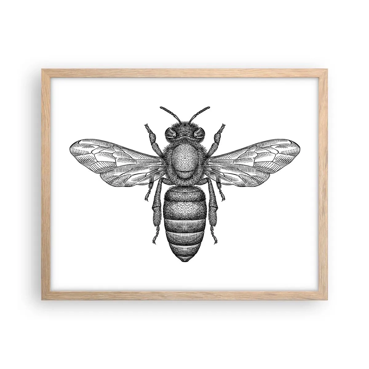 Plagát v ráme zo svetlého duba - Hmyzí portrét - 50x40 cm