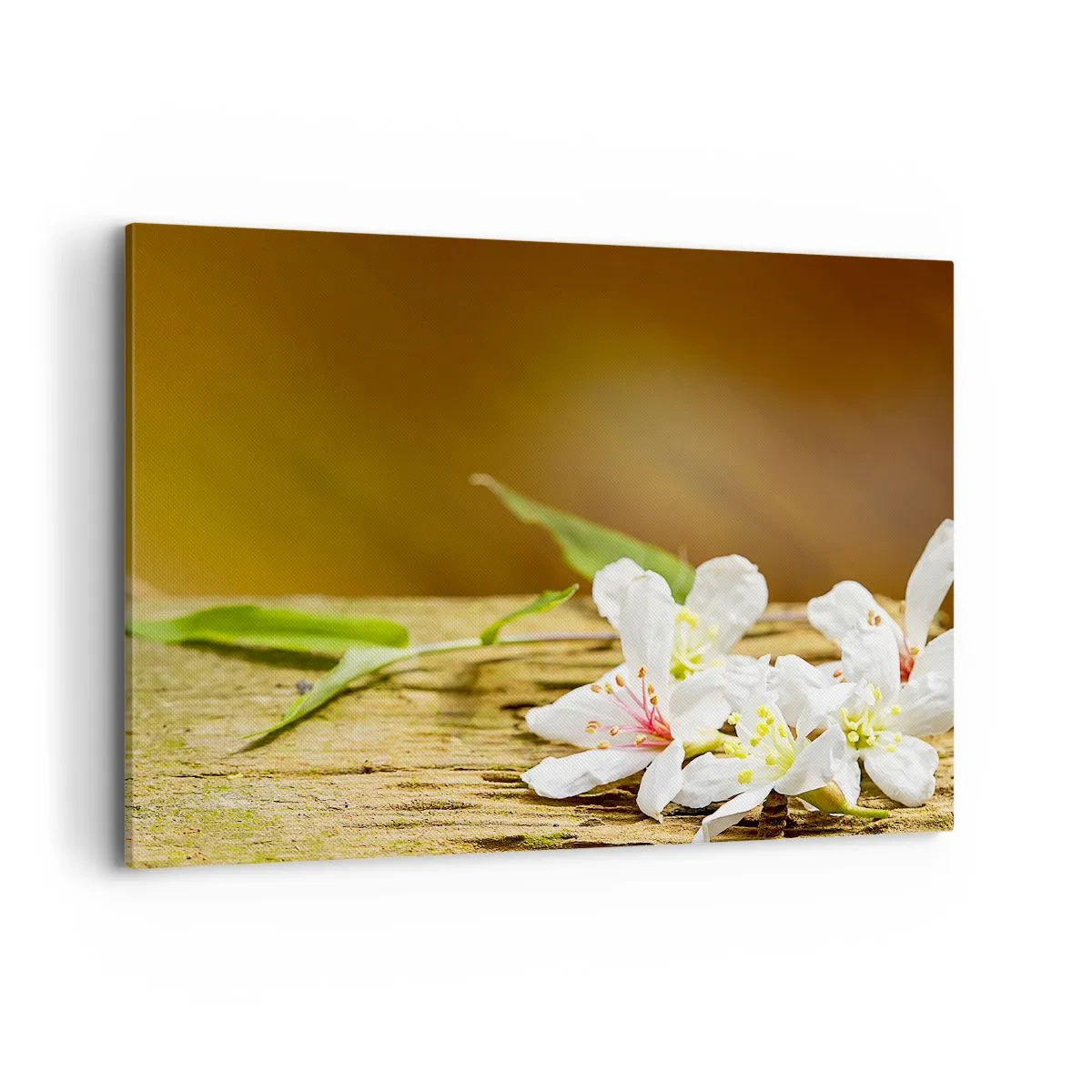 Obraz na plátne - Nevinný prísľub - 100x70 cm