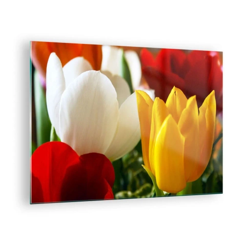 Obraz na skle - farebné tulipány detailný záber - 70x50cm - Tulipánová horúčka - Moderná nástenná dekorácia do obývacej izby a spálne ARTTOR