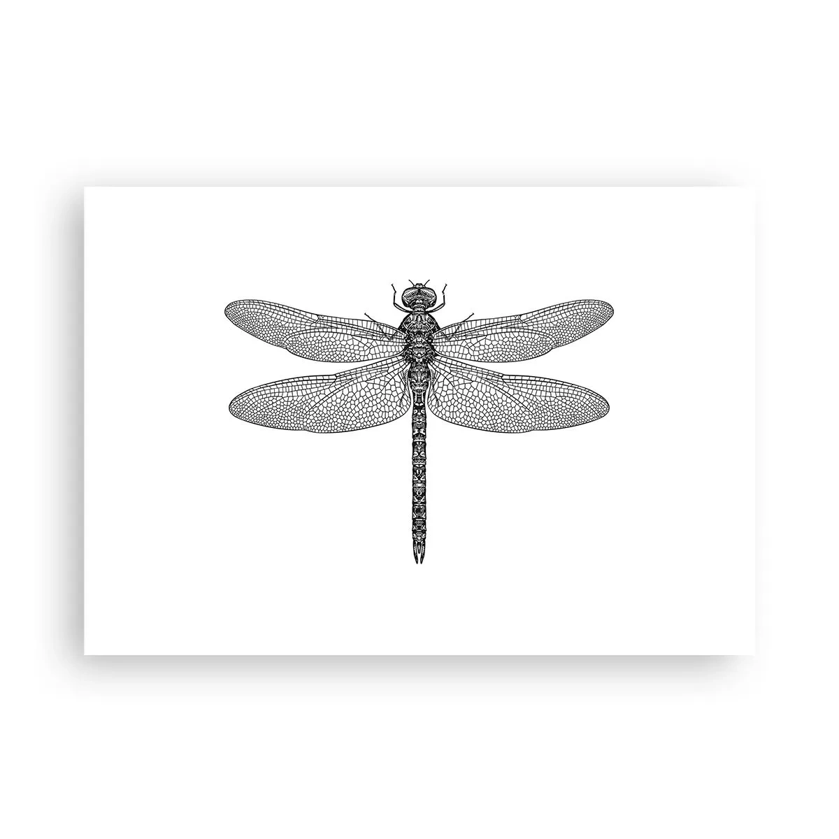 Plagát - Presnosť prírody - 100x70 cm