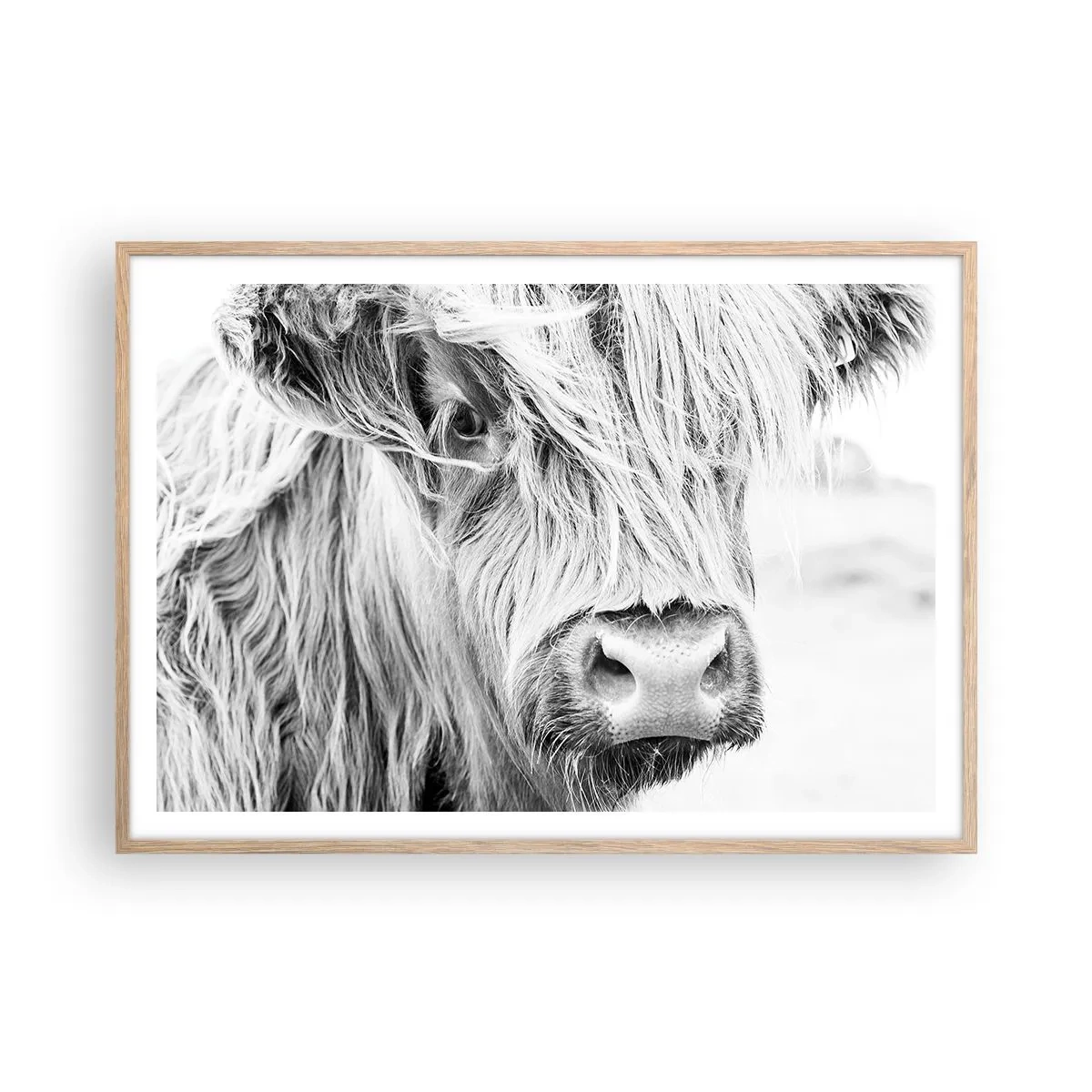 Plagát v ráme zo svetlého duba - Škótska divokosť - 100x70 cm