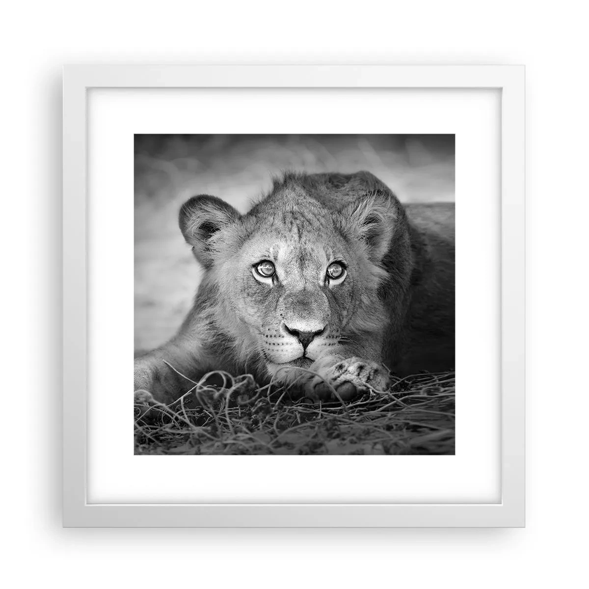 Plagát v bielom ráme - Kráľovské šteňa - 30x30 cm
