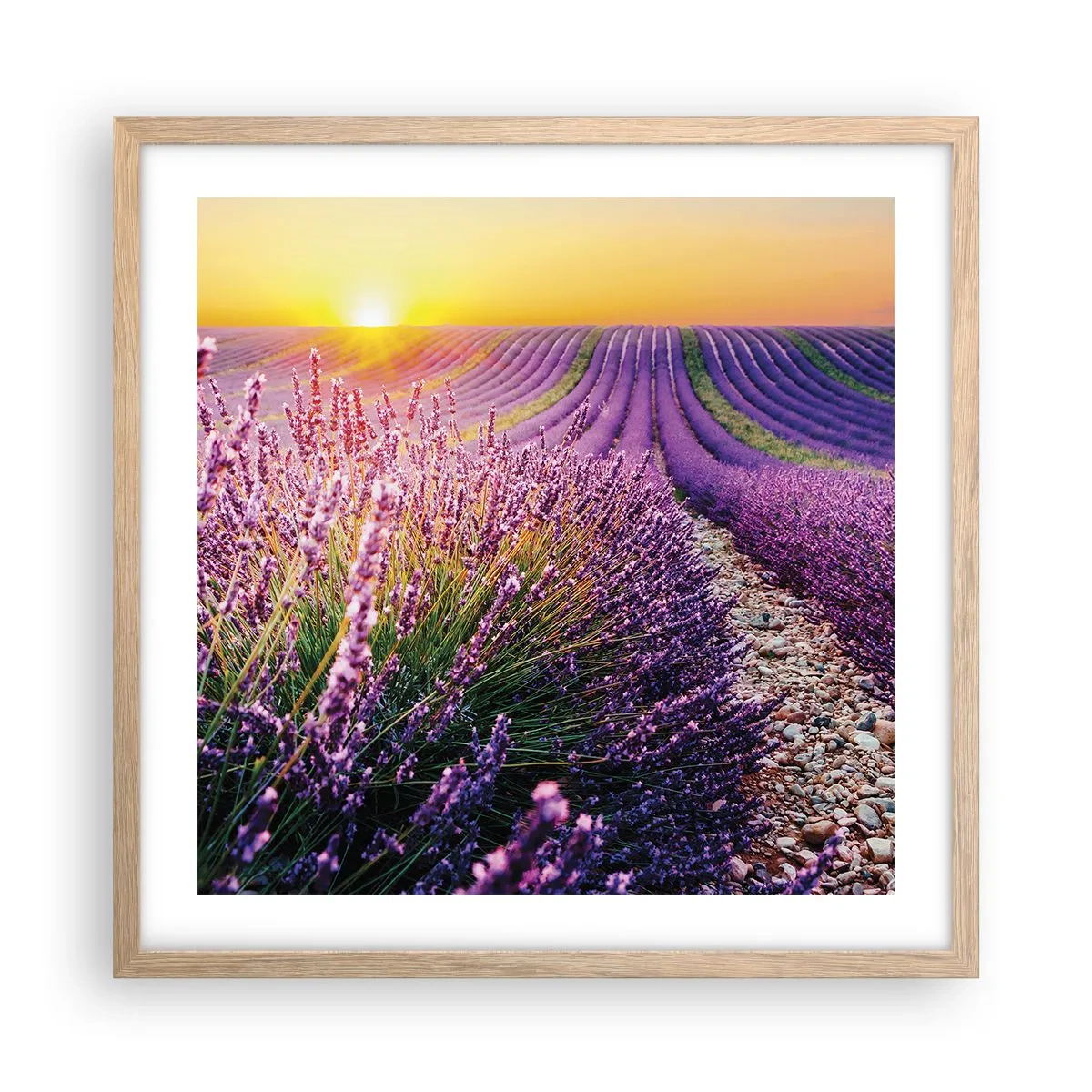 Plagát v ráme zo svetlého duba - Voňavý lán - 50x50 cm