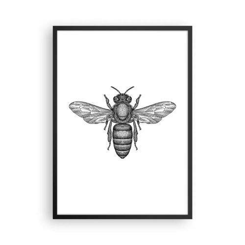 Plagát v čiernom ráme - Presná ilustrácia včely na bielom pozadí - 50x70cm - Hmyzí portrét - Moderná nástenná dekorácia do obývacej izby a spálne ARTTOR