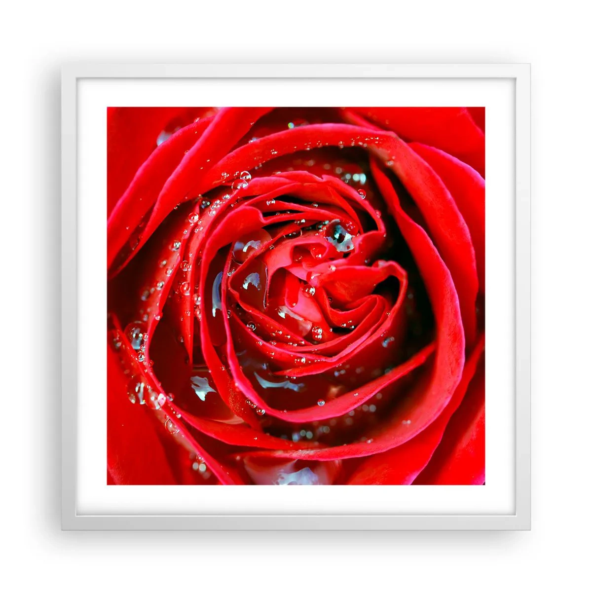 Plagát v bielom ráme - V kvapkách rosy - 50x50 cm