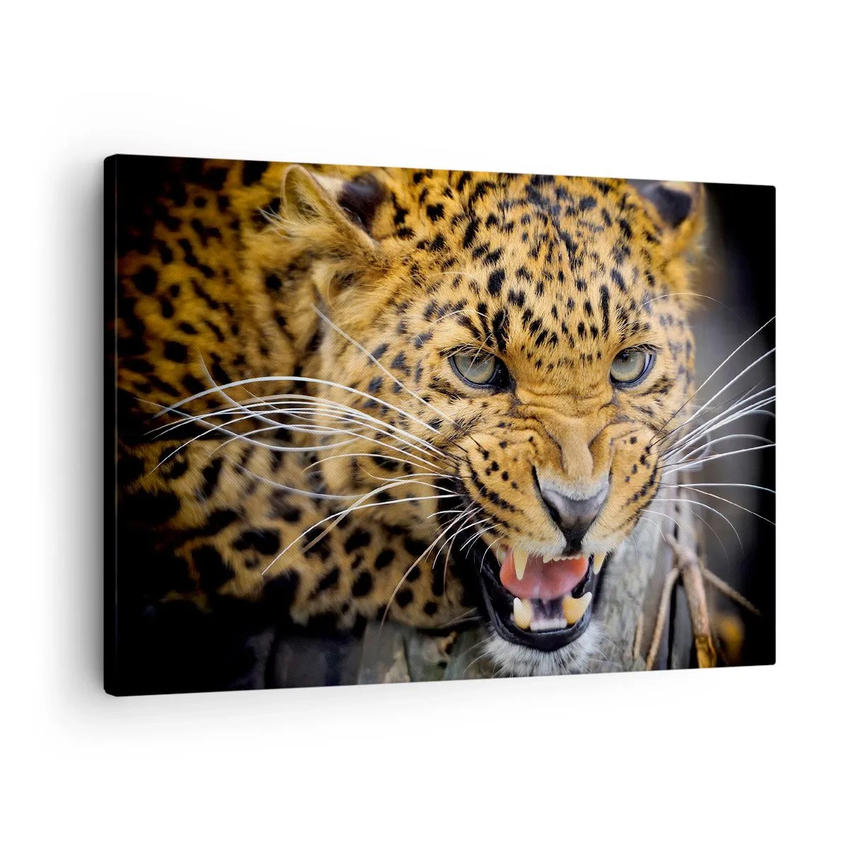 Obraz na plátne - Detailný záber hrozivého leoparda s obnaženými tesákmi. - 70x50cm - Nepribližuj sa, varujem! - Moderná nástenná dekorácia do obývacej izby a spálne ARTTOR