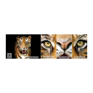 Vzorka Fototapeta Standard Eco - Divokosť v srdci - Zvieratá, Tiger, Predátor - 100x30 cm