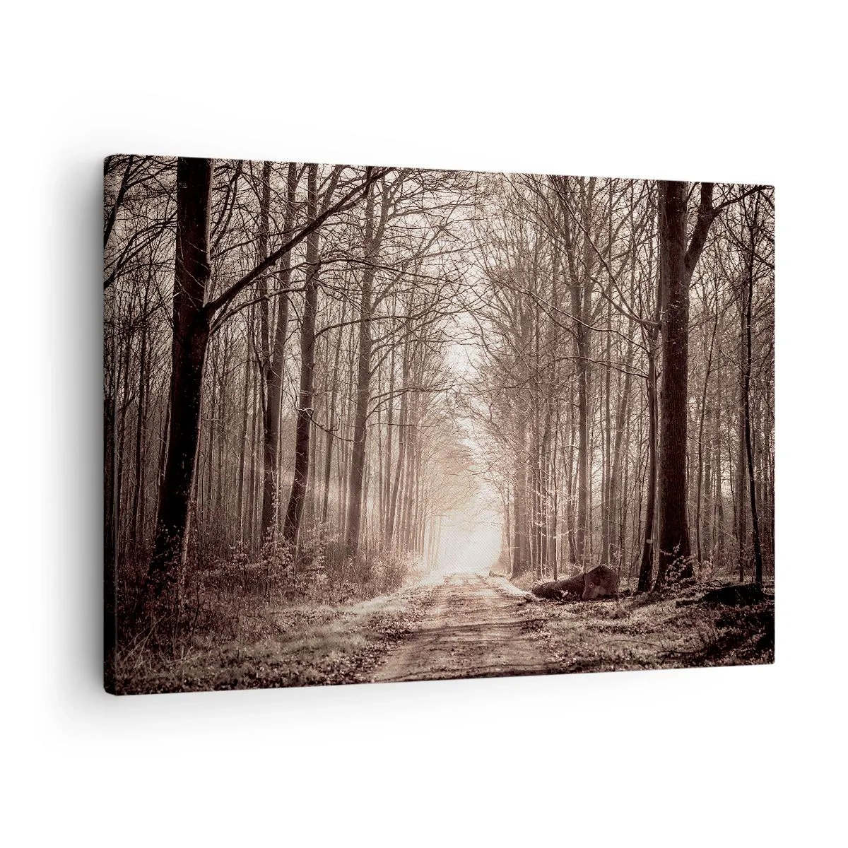 Obraz na plátne - Lesný chodník medzi stromami s sépiovými tónmi - 70x50cm - Lesná katedrála - Moderná nástenná dekorácia do obývacej izby a spálne ARTTOR