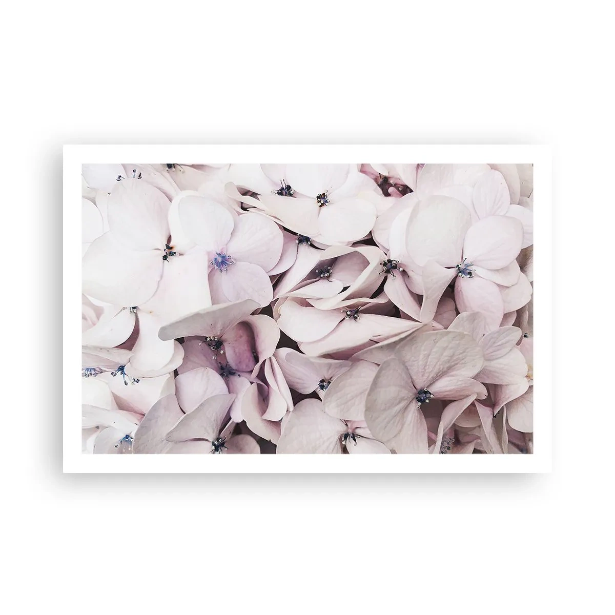 Plagát - V záplave kvetov - 91x61 cm