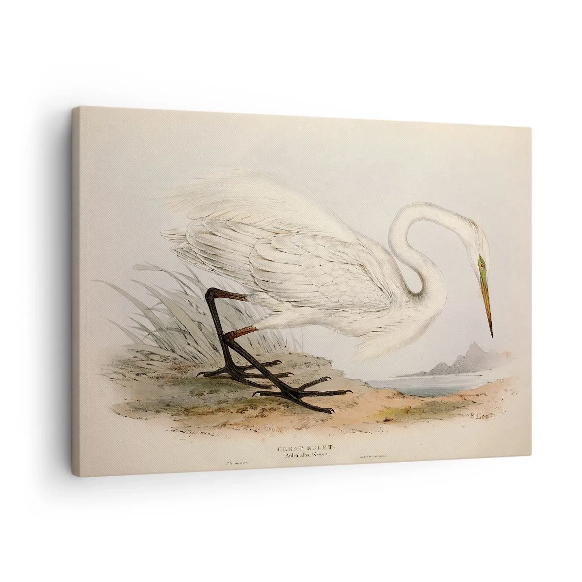 Obraz na plátne - Kresba bielej volavky na pozadí prírodnej krajiny - 70x50cm - Pani rákosín - Moderná nástenná dekorácia do obývacej izby a spálne ARTTOR