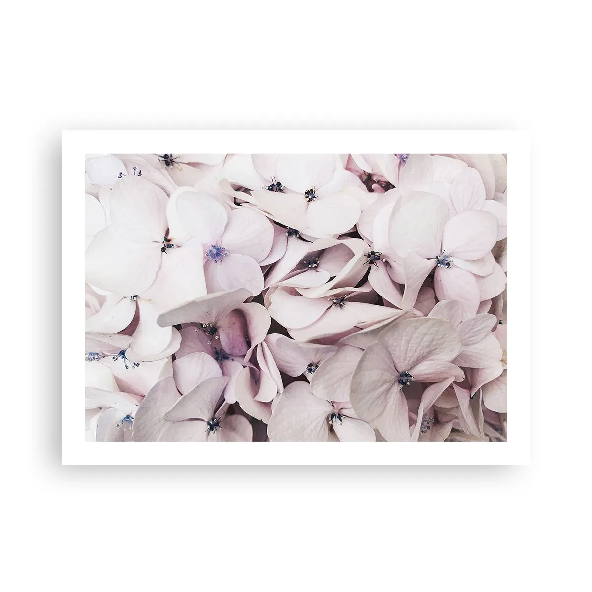 Plagát - V záplave kvetov - 70x50 cm