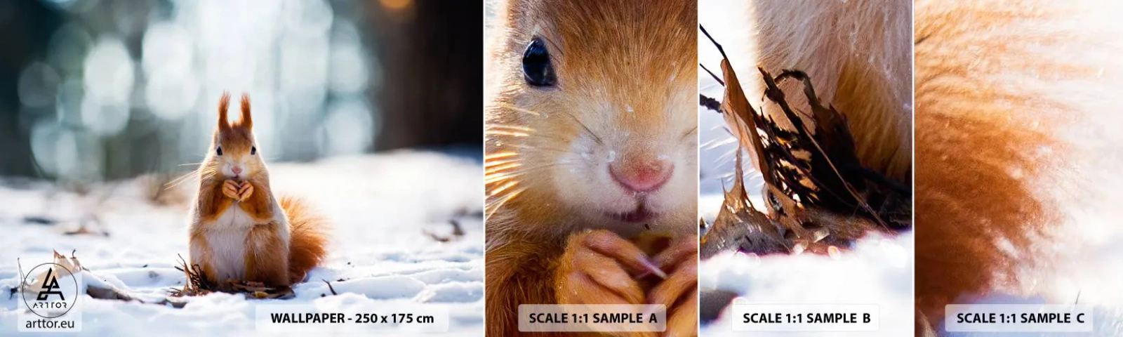 Vzorka Fototapeta Standard Eco - Čo sa tak pozeráš? - Zvieratá, Veverička, Zima - 100x30 cm