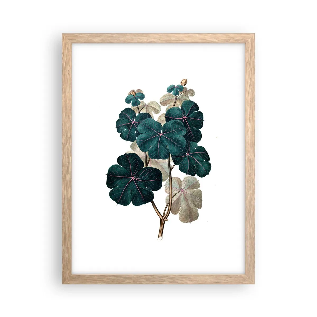 Plagát v ráme zo svetlého duba - Zo starého herbára - 30x40 cm