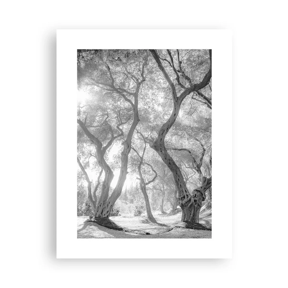 Plagát - V olivovom háji - 30x40 cm