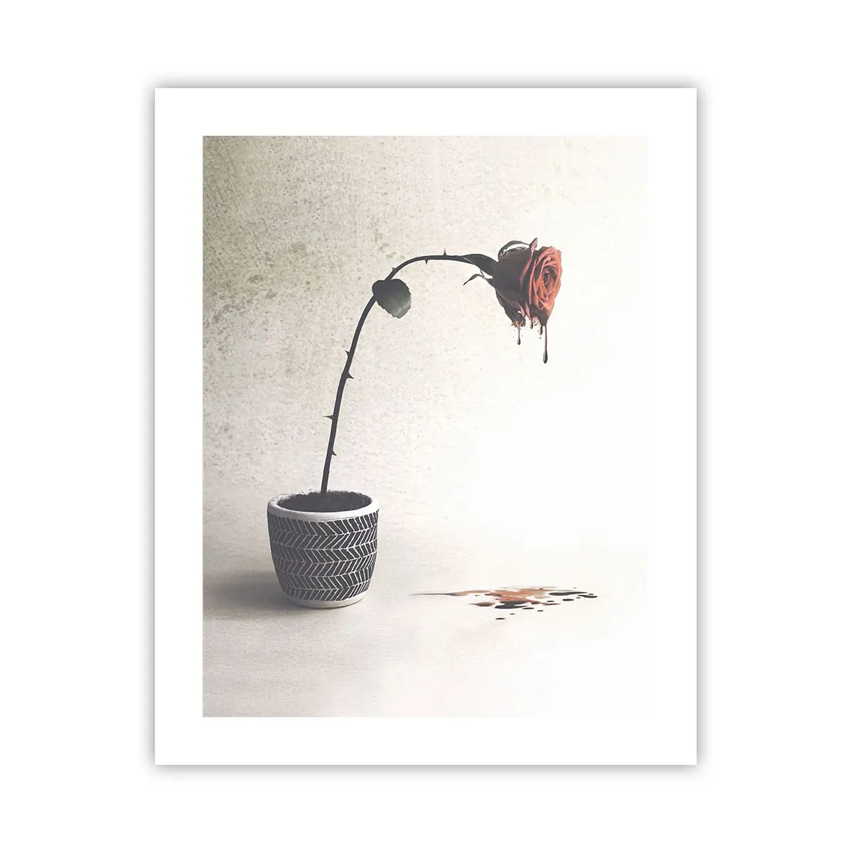 Plagát - Rosa dolorosa - 40x50 cm