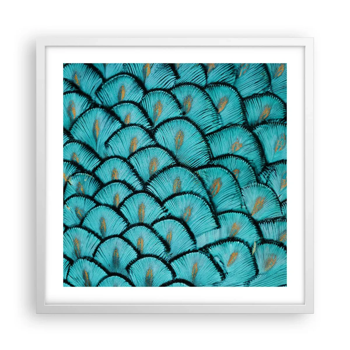 Plagát v bielom ráme - Veľká slávnosť peria - 50x50 cm