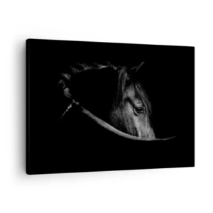 Obraz na plátne - Čiernobiely portrét koňa s jemnou hrou svetla a tieňa na tmavom pozadí. - 70x50cm - Čierny knieža - Moderná nástenná dekorácia do obývacej izby a spálne ARTTOR