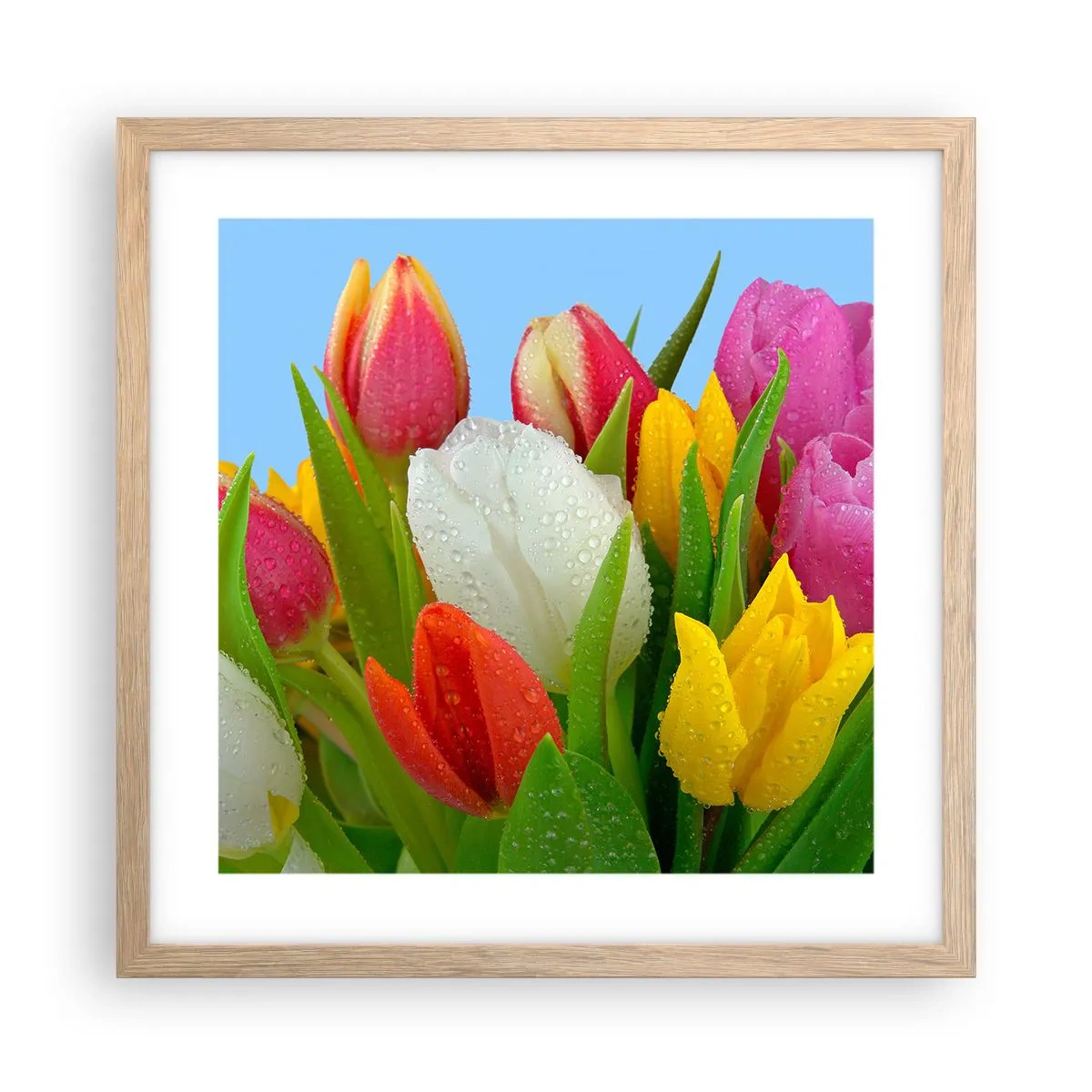 Plagát v ráme zo svetlého duba - Kvetinová dúha v kvapkách rosy - 40x40 cm