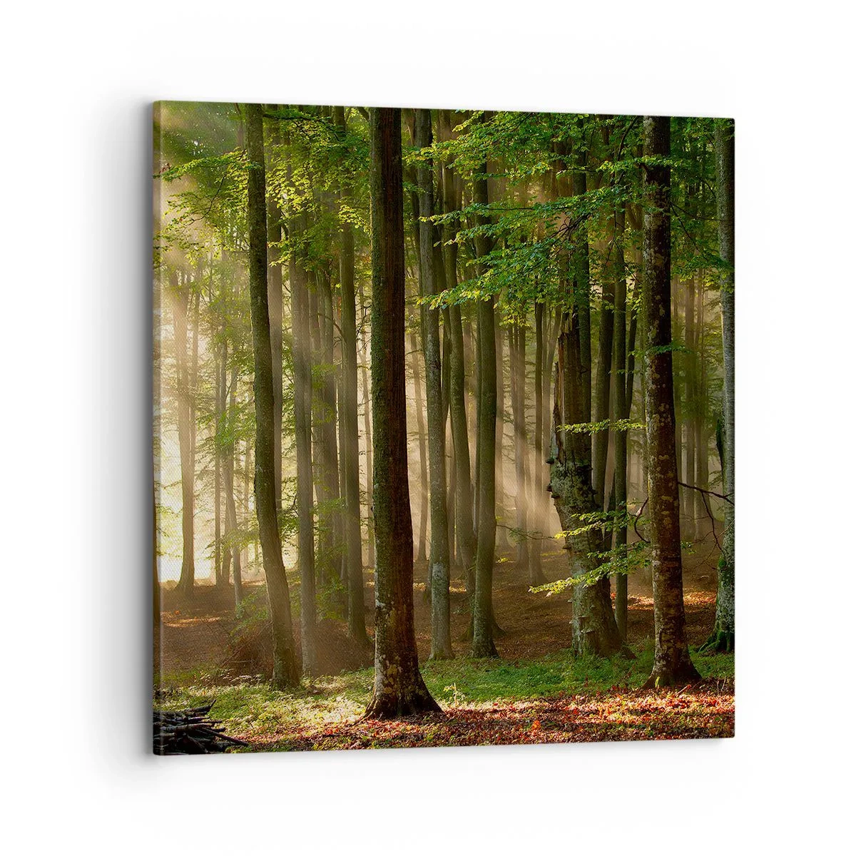Obraz na plátne - Rozžiarený v jarnom ráne - 70x70 cm