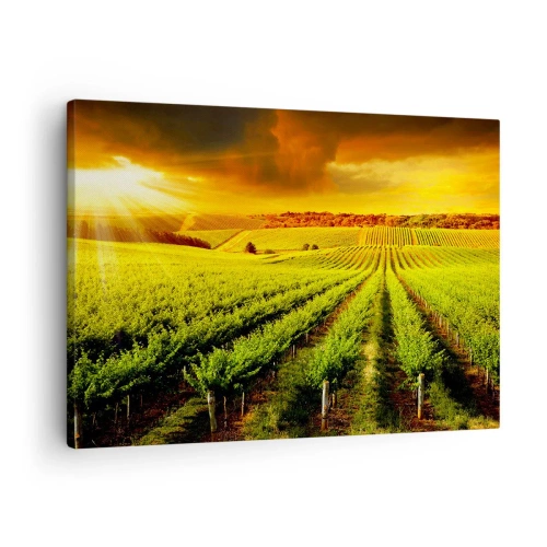 Obraz na plátne - Zlaté vinice osvetlené slnečnými lúčmi - 70x50cm - Pod austrálskym slnkom - Moderná nástenná dekorácia do obývacej izby a spálne ARTTOR