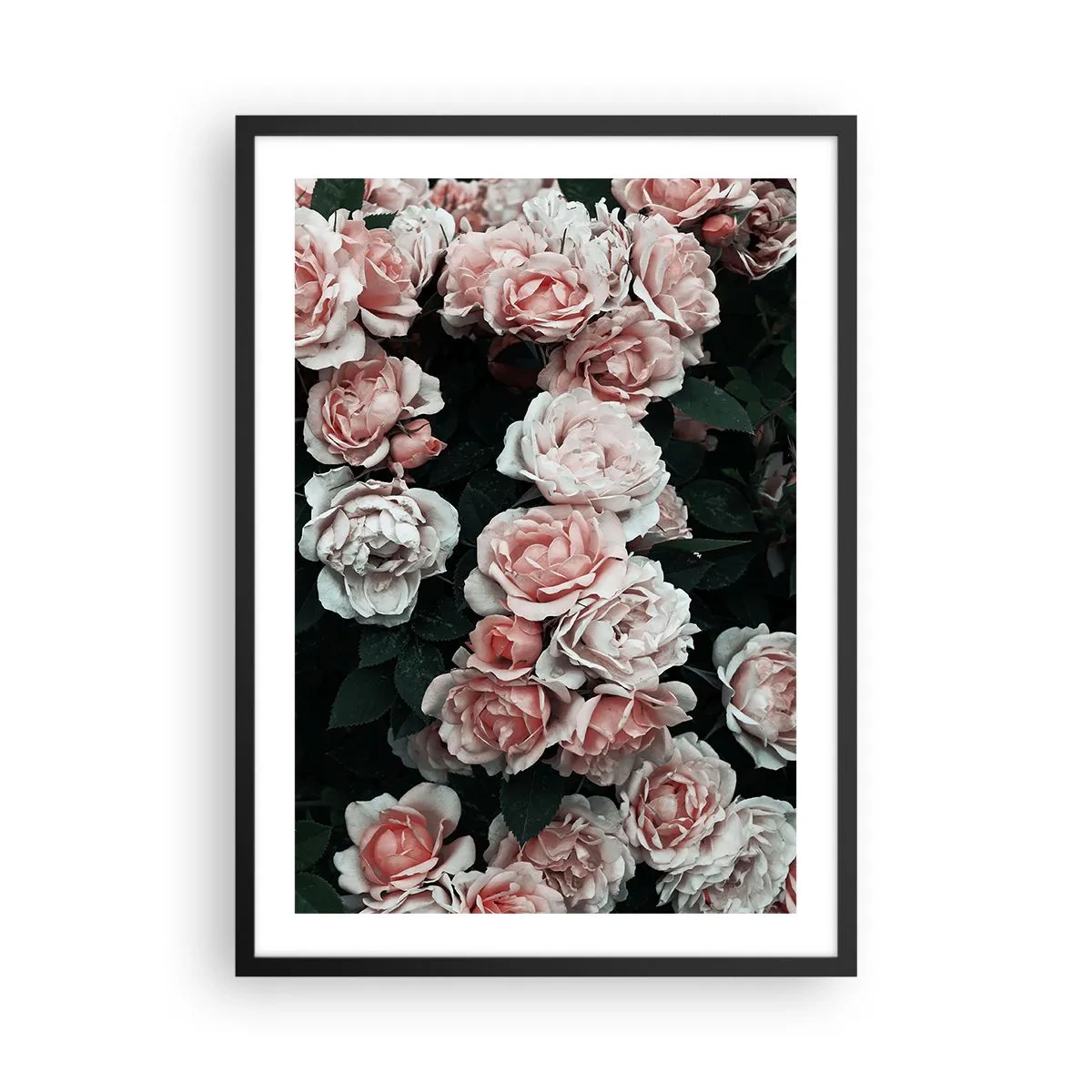 Plagát v čiernom ráme - Kytica ruží v jemných odtieňoch ružovej na tmavom pozadí - 50x70cm - Ružový ansámbl - Moderná nástenná dekorácia do obývacej izby a spálne ARTTOR