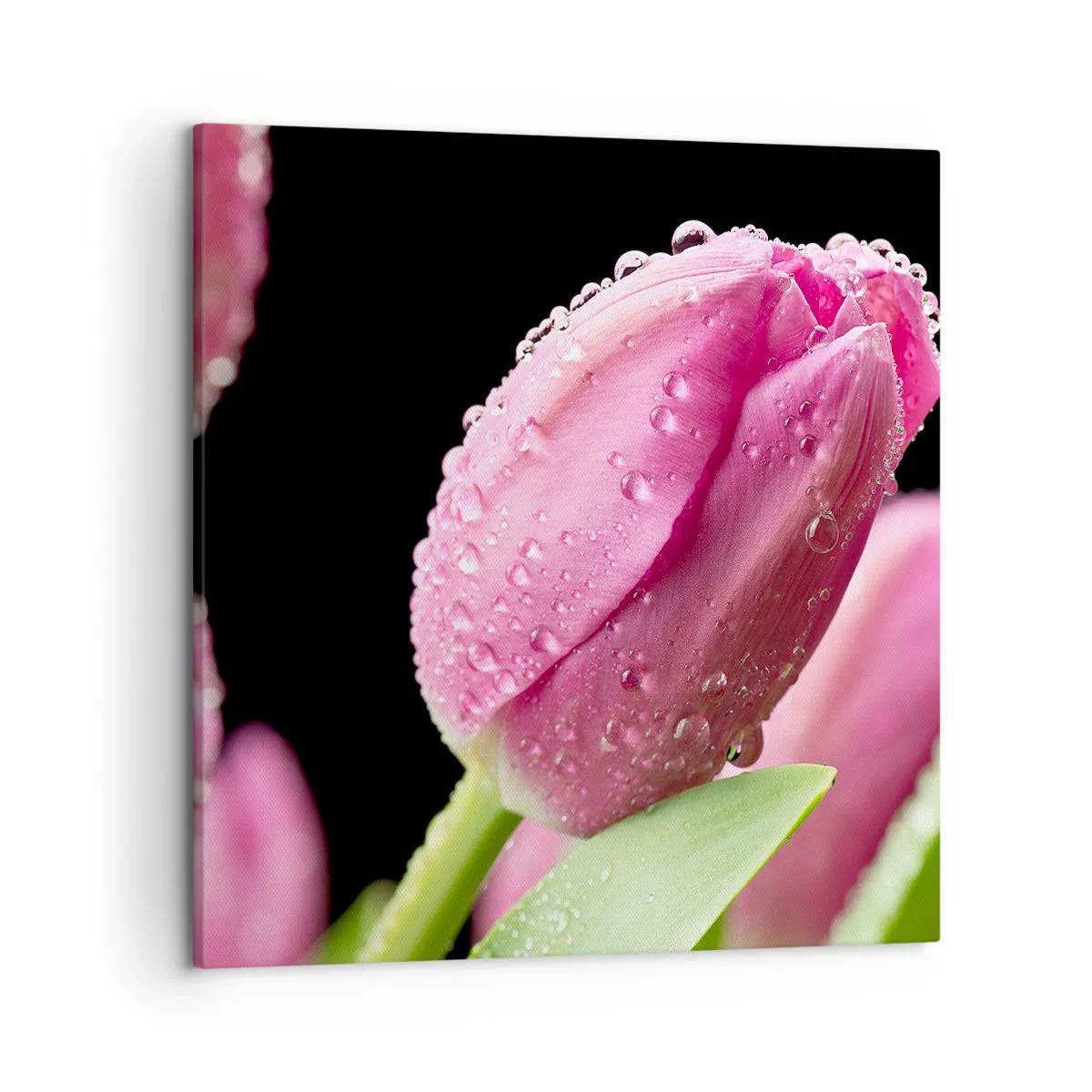 Obraz na plátne - Ľaliový sen v rose - 50x50 cm