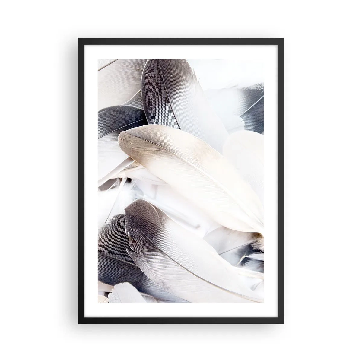 Plagát v čiernom ráme - Jemné pierka v žiarivej, minimalistickej kompozícii - 50x70cm - Takmer anjelské - Moderná nástenná dekorácia do obývacej izby a spálne ARTTOR