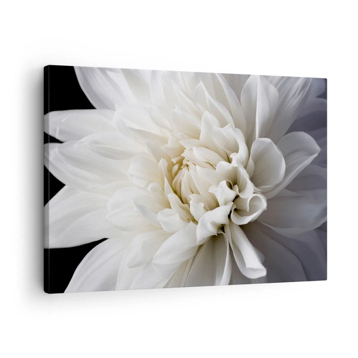 Obraz na plátne - Jemný biely kvet na čiernom pozadí v elegantnej kompozícii - 70x50cm - Ráno s nevestou - Moderná nástenná dekorácia do obývacej izby a spálne ARTTOR