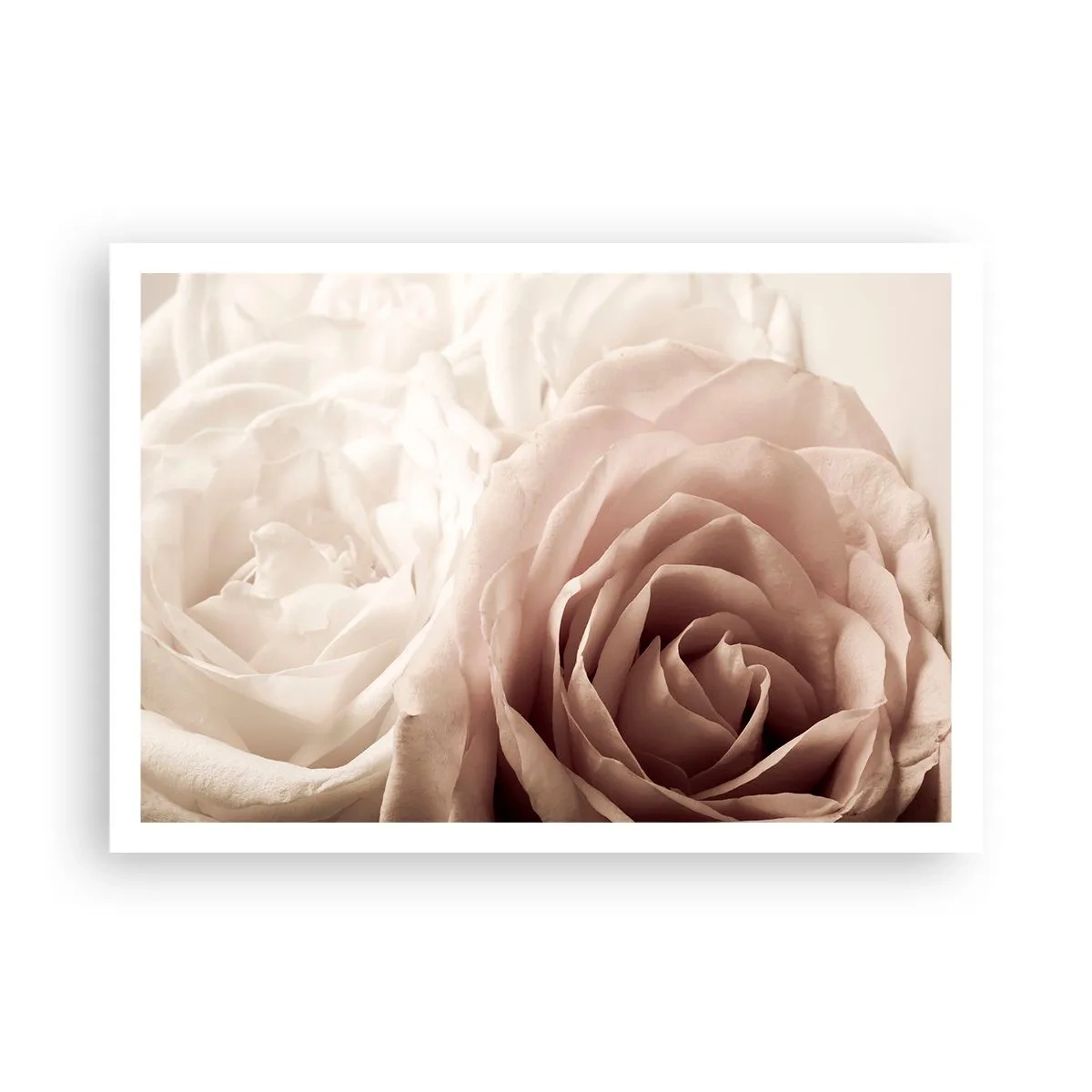 Plagát - V srdci ruže - 100x70 cm