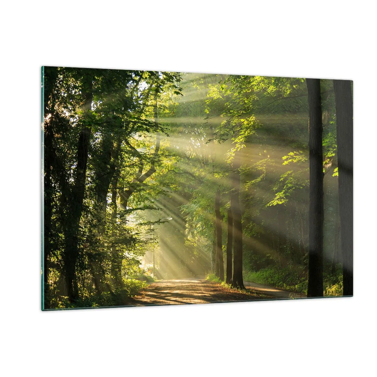 Obraz na skle - Lesný okamih - 120x80 cm