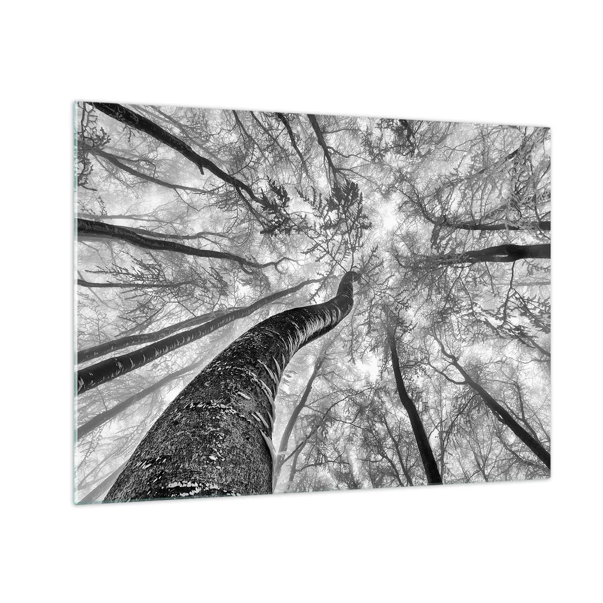Obraz na skle - Čiernobiele stromy fotografované zdola smerom k oblohe - 70x50cm - Závod ku svetlu - Moderná nástenná dekorácia do obývacej izby a spálne ARTTOR