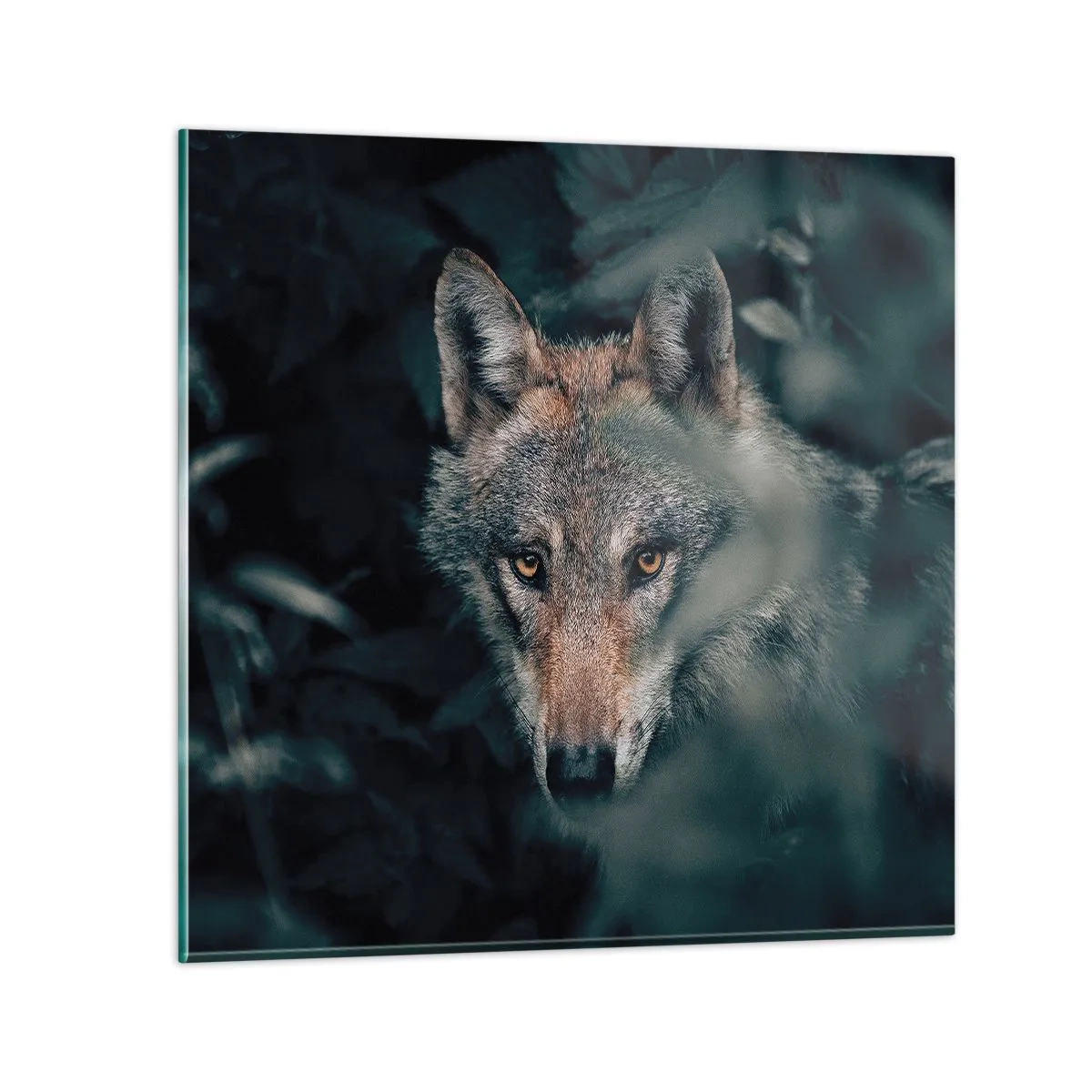 Obraz na skle - Predátor - 60x60 cm