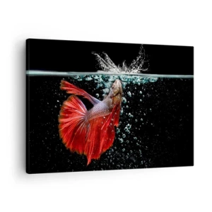 Obraz na plátne - Nádherná betta vo vode na tmavom pozadí - 70x50cm - Máš tri priania - Moderná nástenná dekorácia do obývacej izby a spálne ARTTOR