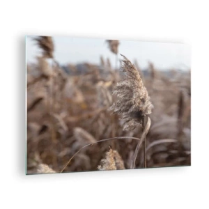Obraz na skle - Detailný záber na suchú trávu kymácajúcu sa vo vetre - 70x50cm - Čas odletieť s vetrom - Moderná nástenná dekorácia do obývacej izby a spálne ARTTOR