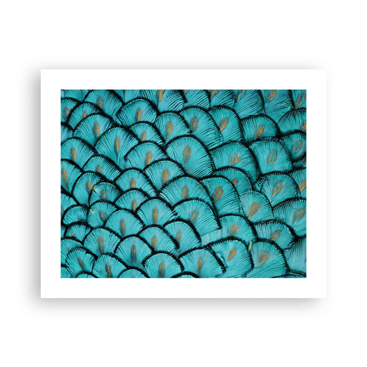 Plagát - Veľká slávnosť peria - 50x40 cm