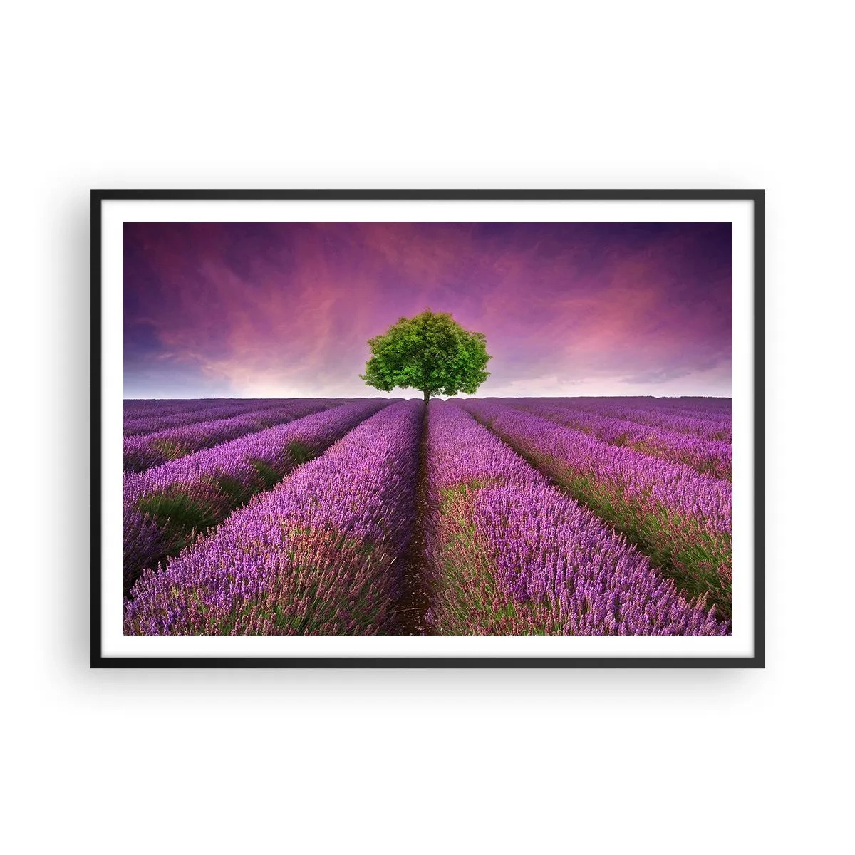 Plagát v čiernom ráme - Na levanduľových poliach - 100x70 cm